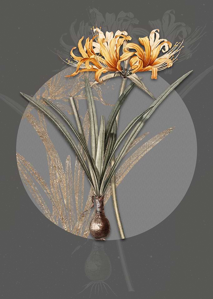 Golden Hurricane Lily