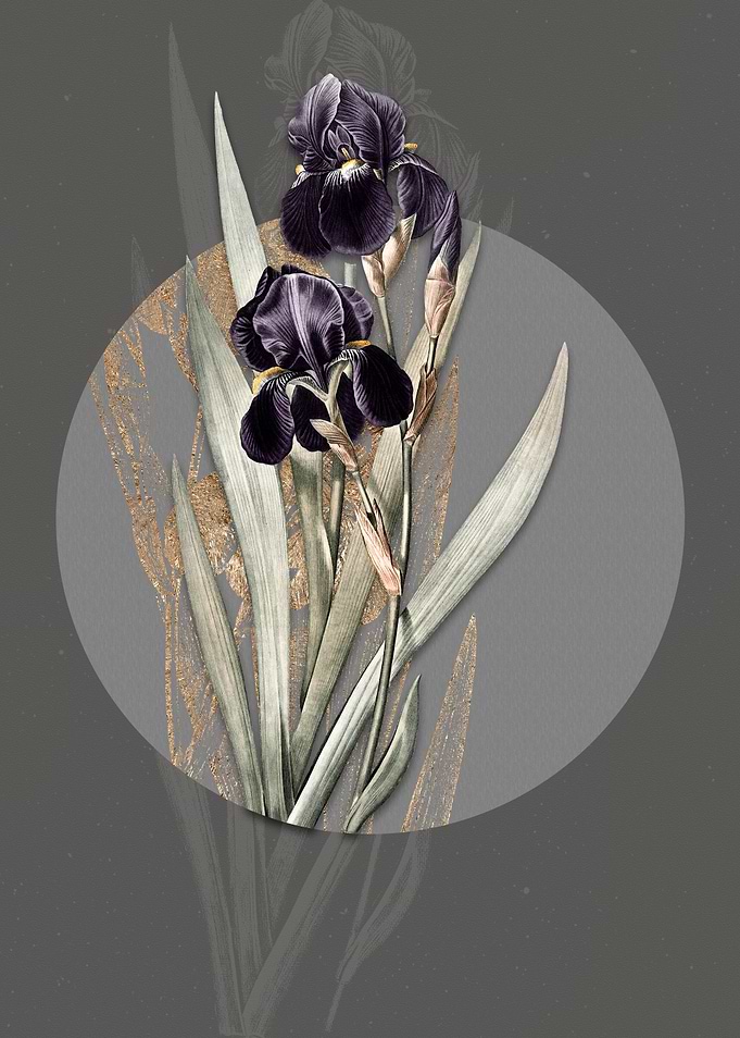 Vintage German Iris Flower