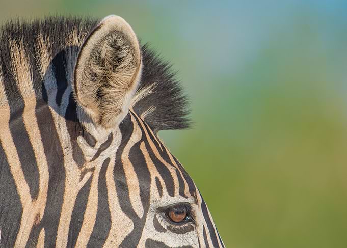 Zebra profile