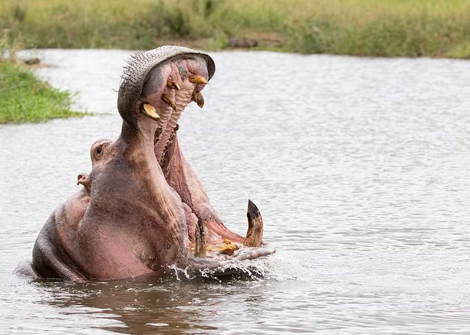 Hippo yawning
