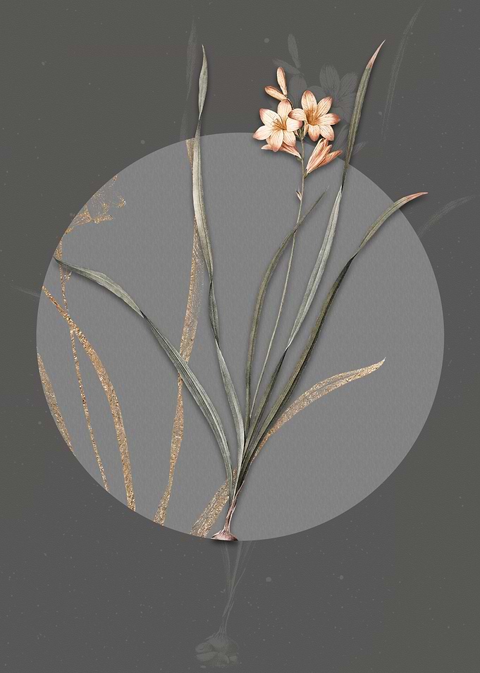 Vintage Gladiolus Lineatus