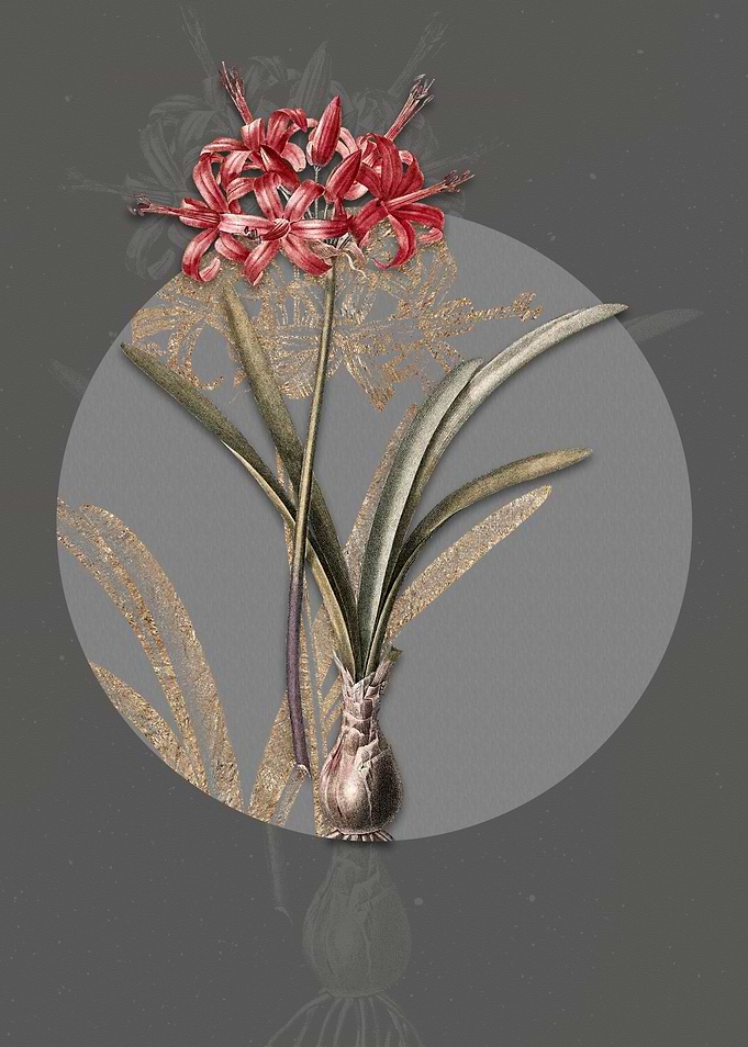 Vintage Guernsey Lily