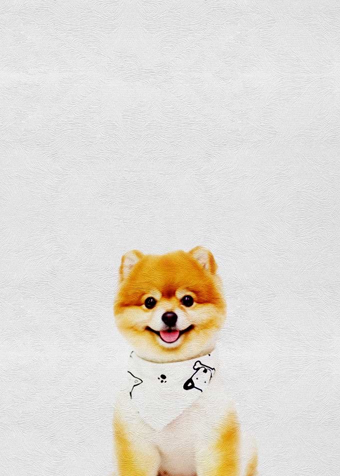Pet Cute Puppy Pomeranian