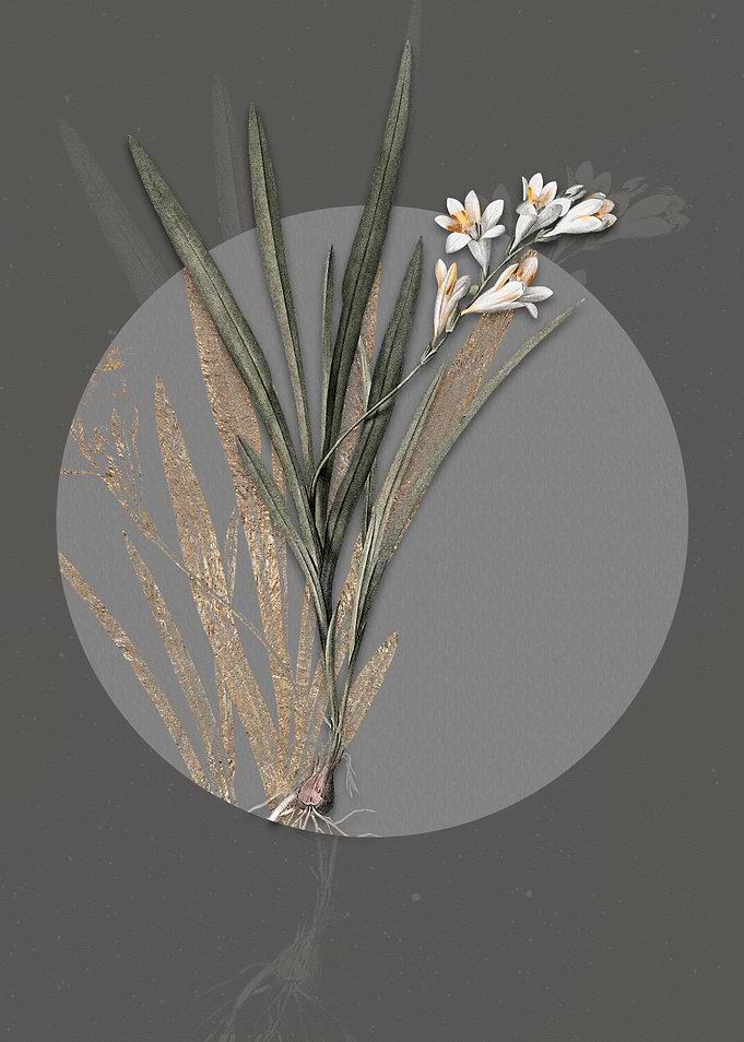 Gladiolus Xanthospilus