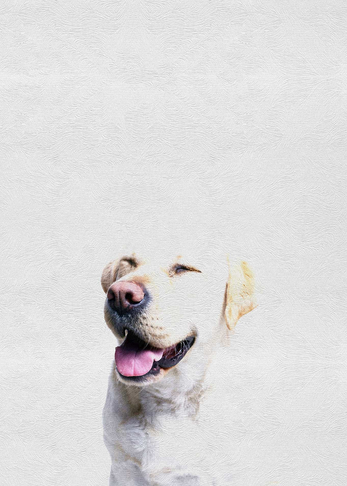 Pet Cute Puppy Labrador