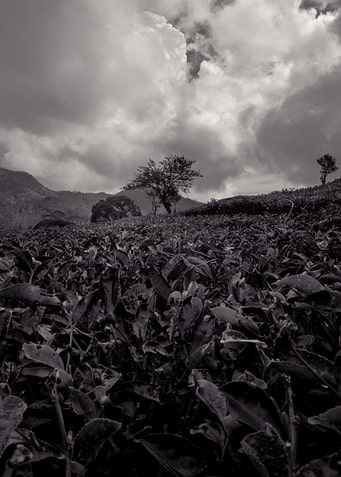 tea garden black and white