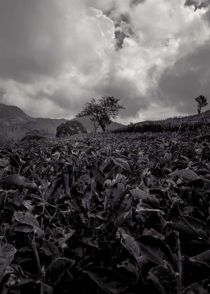 tea garden black and white
