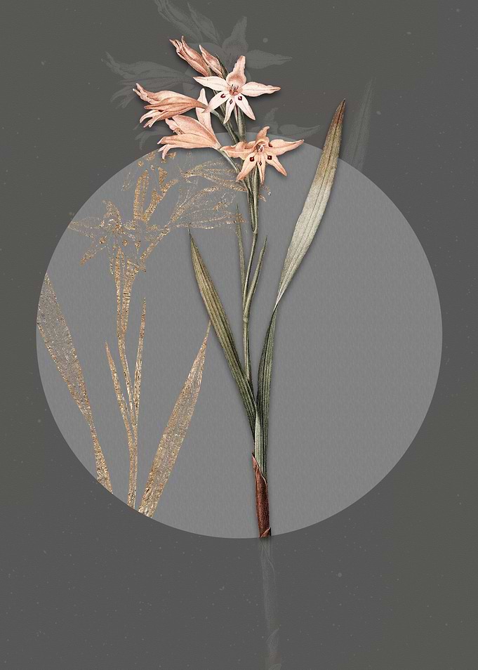 Gladiolus Cuspidatus