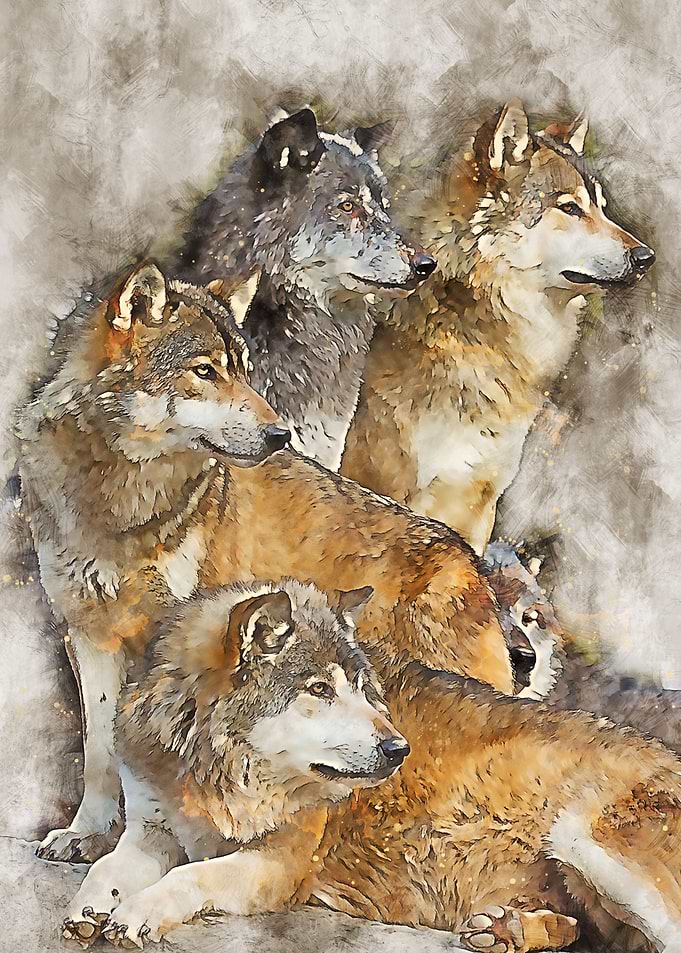 Wolf