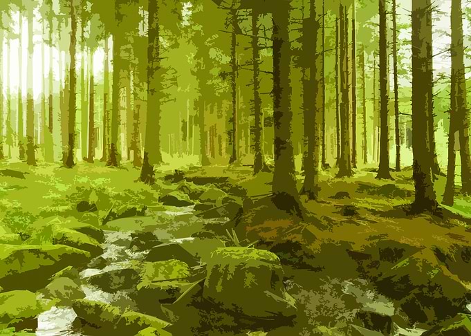 forest 8