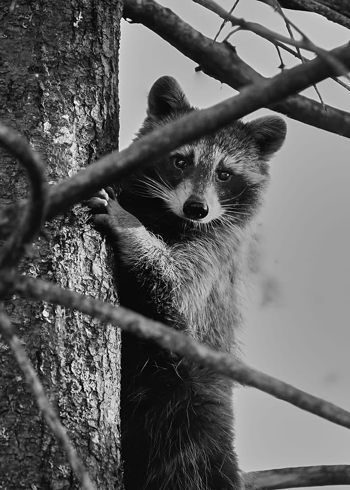 Raccoon tree climbing