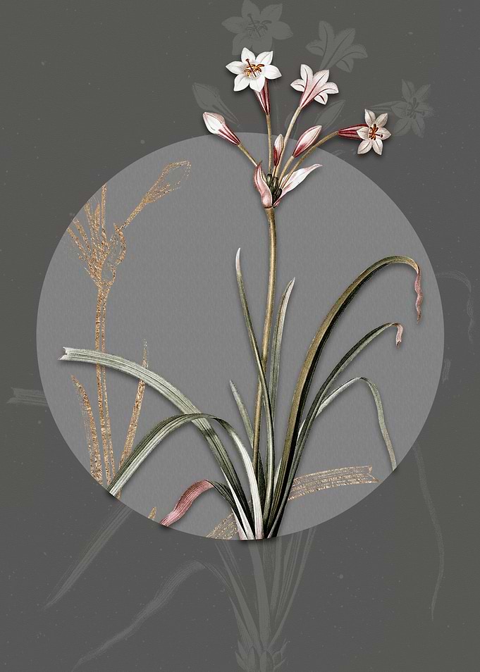Crytanthus Vittatus Flower
