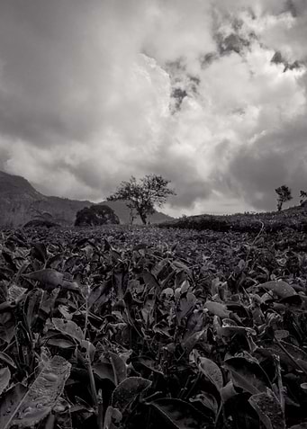 tea garden black and white