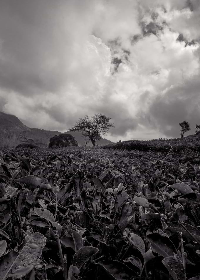 tea garden black and white