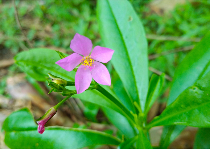 Flower