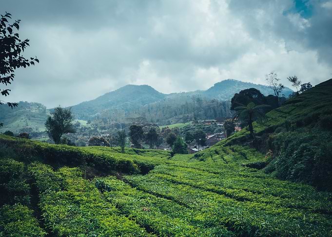 tea garden
