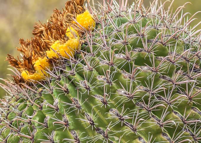 Barrel Cactus