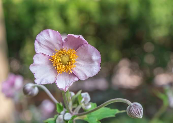 Pink Flower