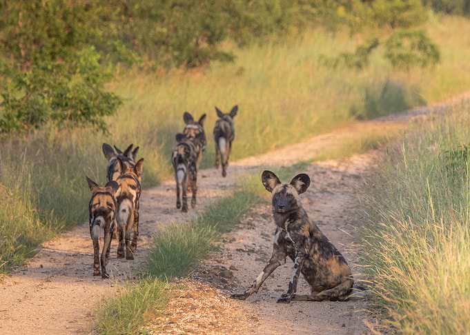 Painted Wolves