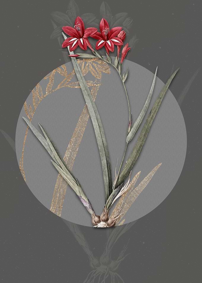 Gladiolus Cardinalis