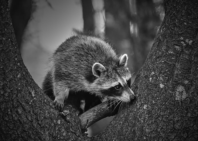 Raccoon peaking around