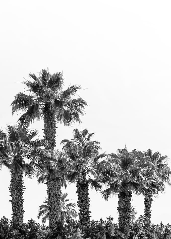 Monochrome Palm Trees