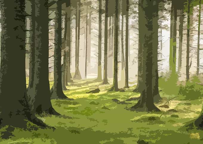 forest 9
