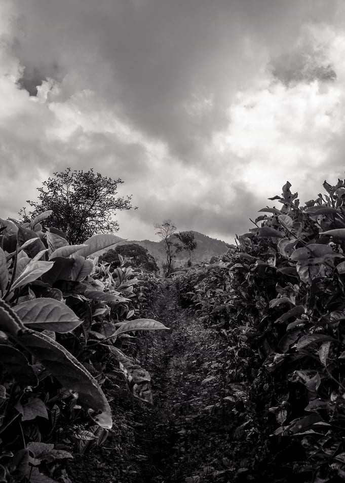 tea garden black and white