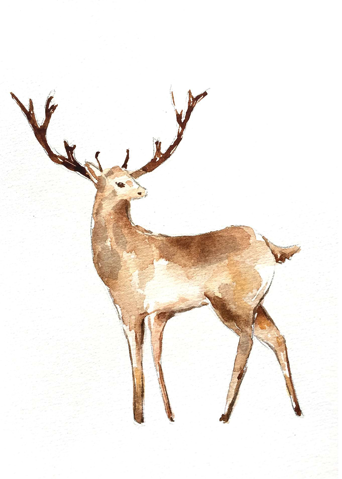 Animal