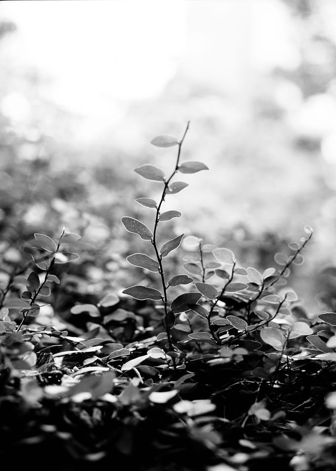 BW plant