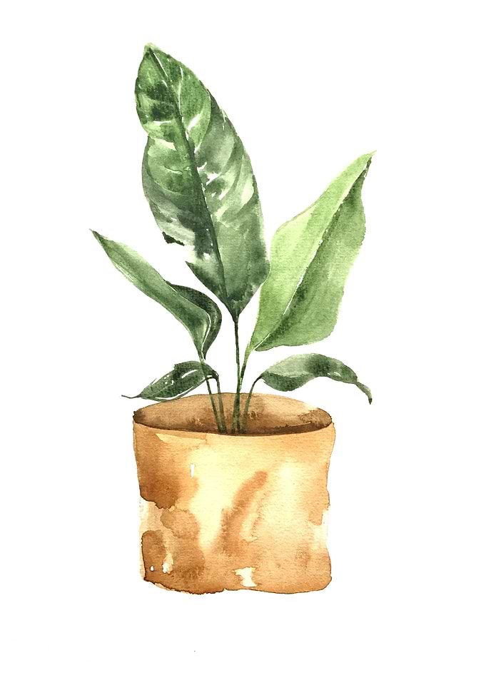 Botanical