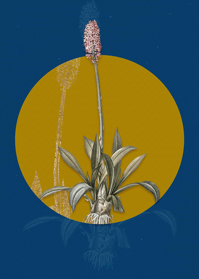 Vintage Swamp Pink Flower