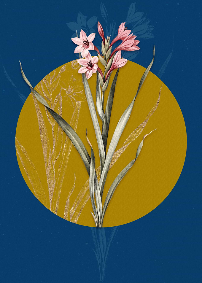 Vintage Sword Lily Flowers