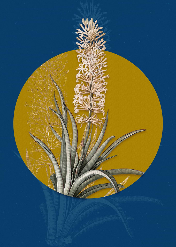 Vintage Snake Plant