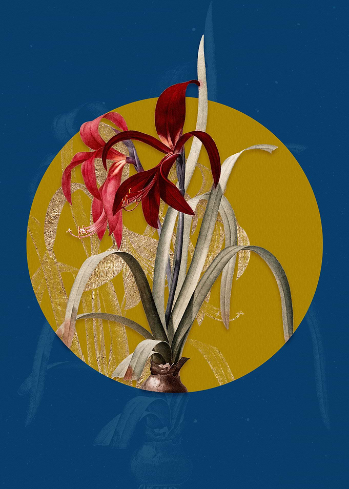 Vintage Sprekelia Flower