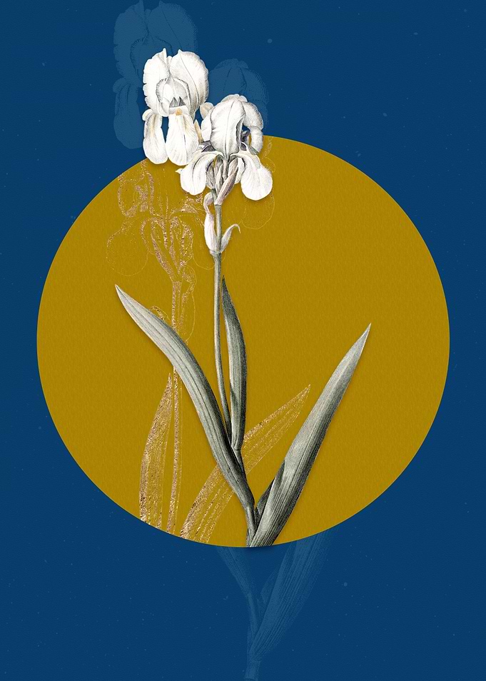 Vintage Tall Bearded Iris