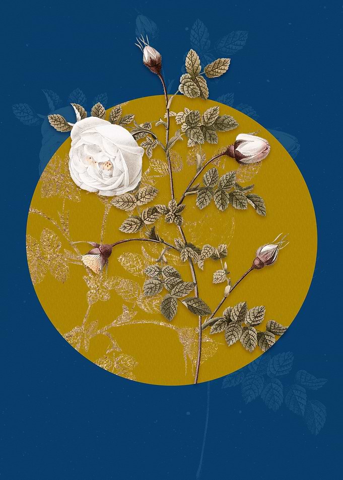 Silver Flower Hispid Rose