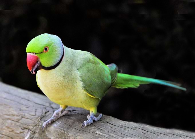 green yellow bird tree