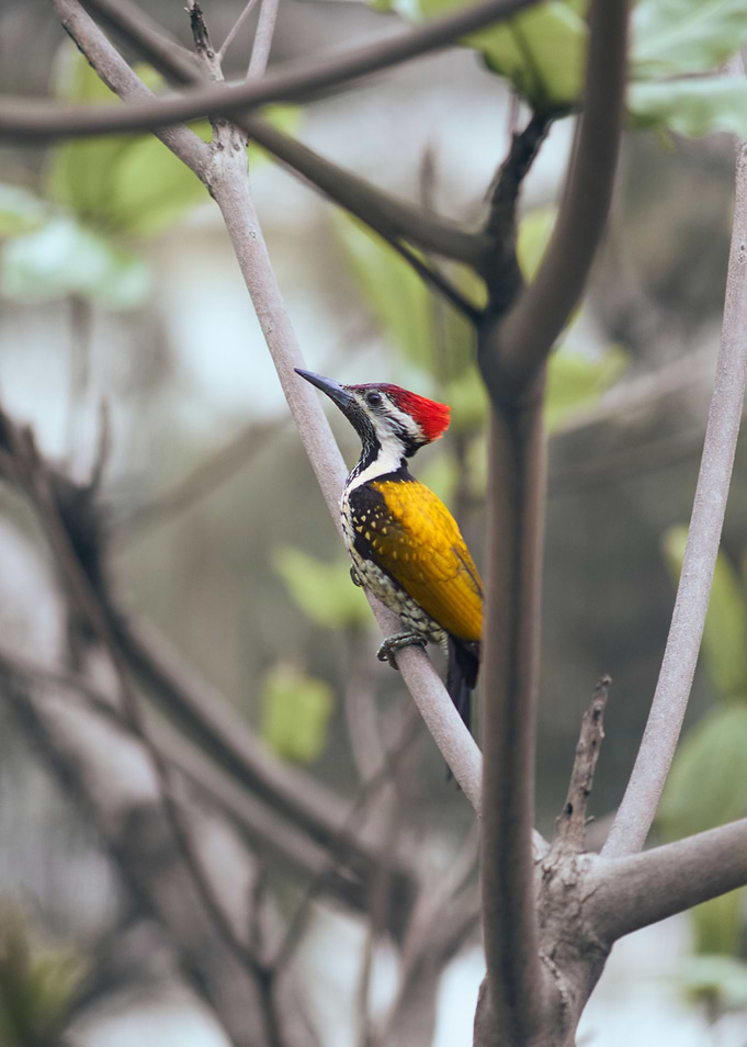 Black Rumped Flameback