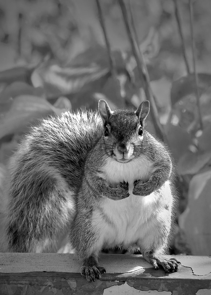 Boss Squirrel