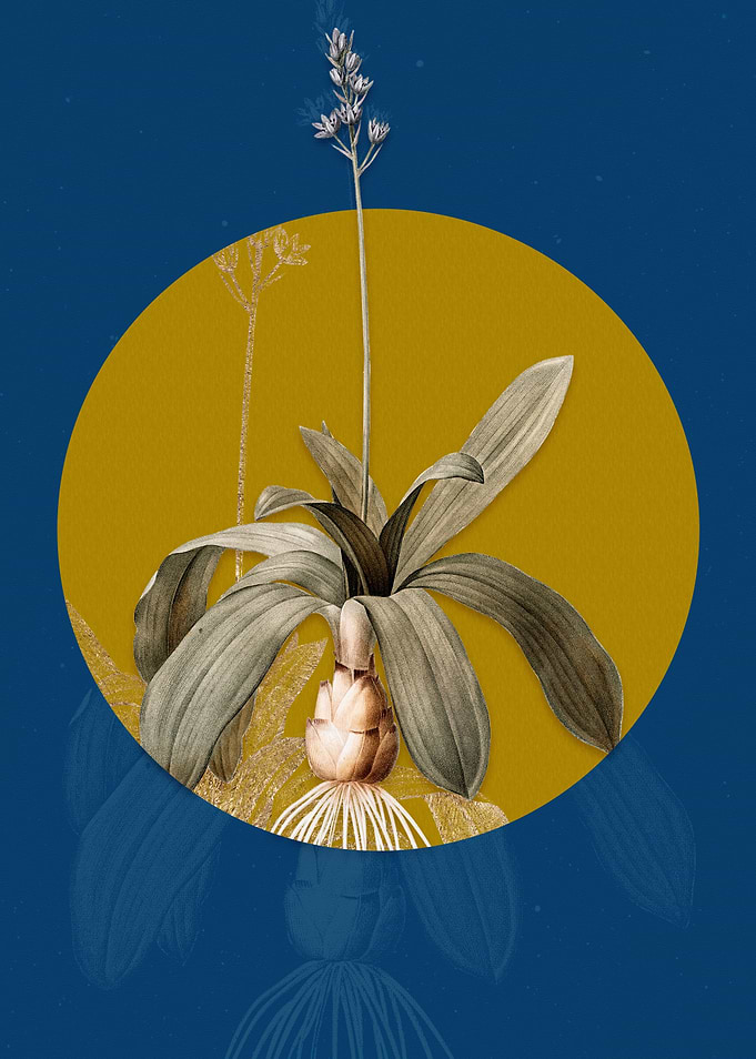 Scilla Lilio Hyacinthus