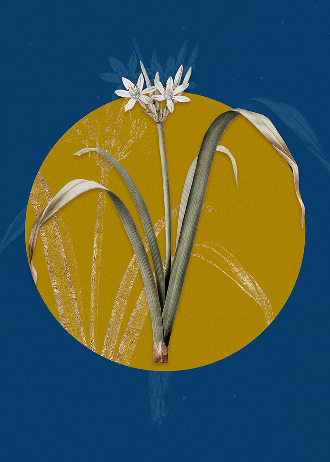 Small Flowered Pancratium