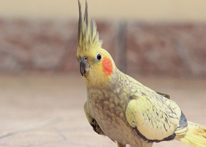 yellow grass bird