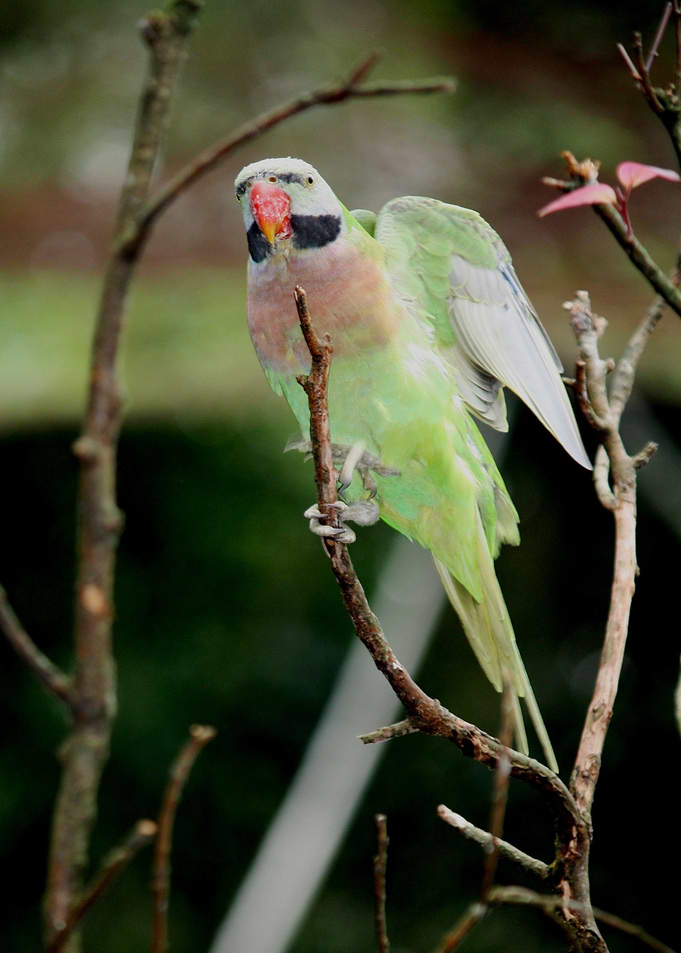 green pink tree bird
