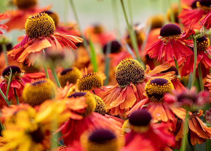 Colorful Echinacea purpure