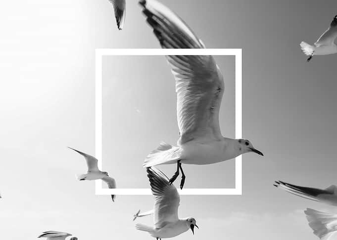 seagull escaped