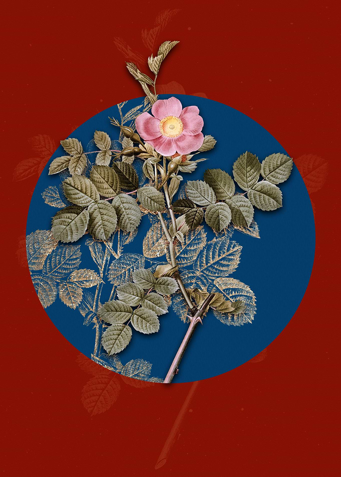 Pink Sweetbriar Rose