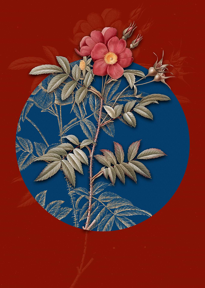 Rosa Redutea Glauca Flower