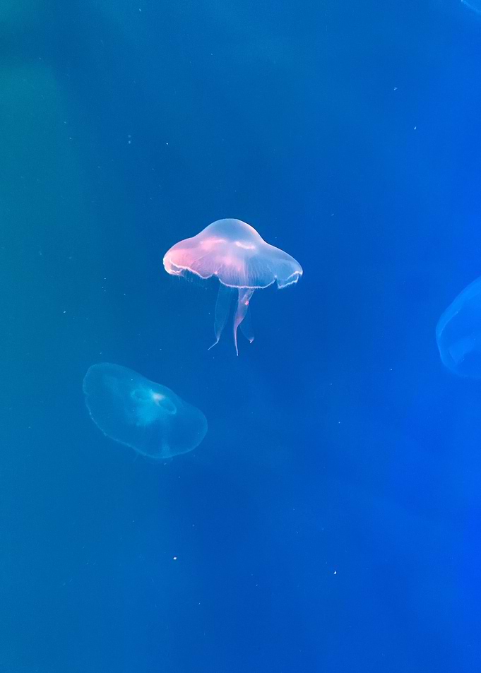jellyfish blue water