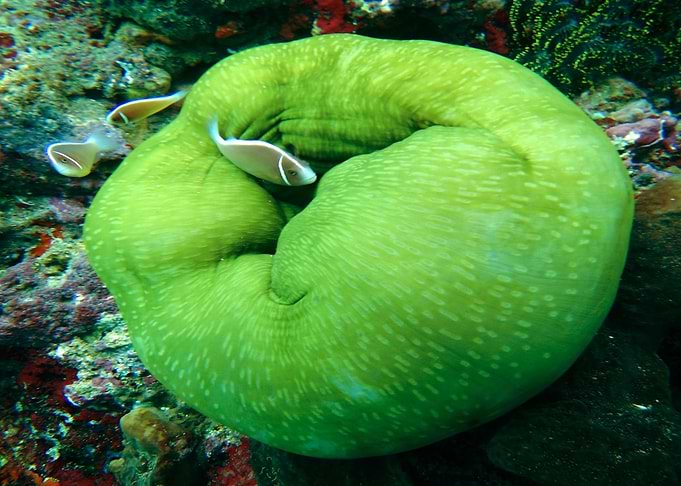 aquarium fish